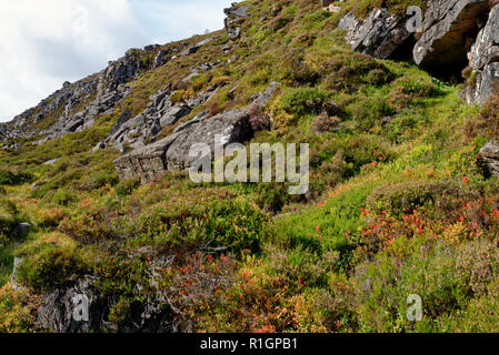 Ericaceous Plants in Chalamain Gap, Cairngorm Mountains, Highland Scotland  Bilberry - Vaccinium myrtillus, Blaeberry or Whortleberry, Crowberry - Emp Stock Photo