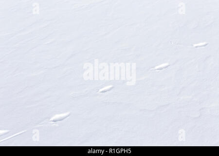 42,748.08618 close up of 5 coyote tracks crossing walking diagonally in fresh snow Stock Photo