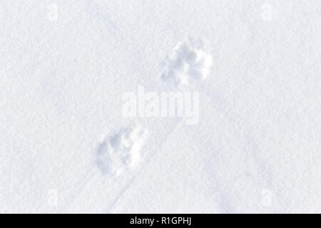 42,748.08685 close up of 2 coyote tracks crossing diagonally in fresh smooth snow Stock Photo