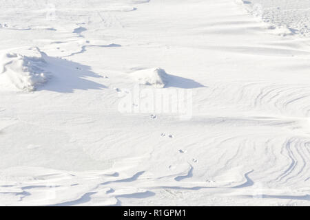42,748.08786 close up of coyote tracks crossing walking across and in fresh rippled wavy drifted snow; long shadows Stock Photo