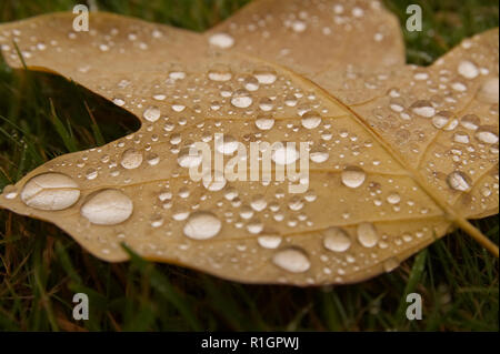 Raindrops on a colourful autumn (fall) leaf lying on green grass Stock Photo