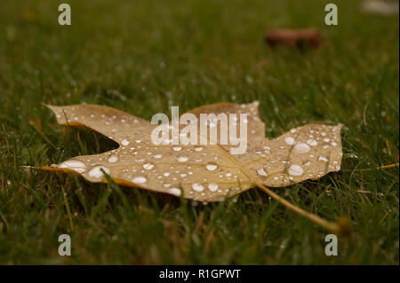 Raindrops on a colourful autumn (fall) leaf lying on green grass Stock Photo