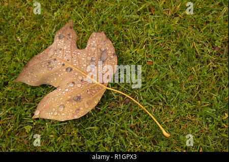 Raindrops on a colourful autumn (fall) leaf lying on green grass Stock Photo