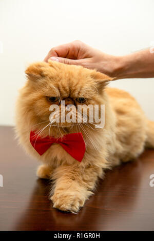 Photo of ginger cat in red bow tie sitting Stock Photo