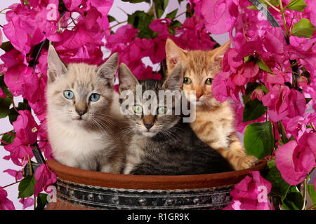 3 kittens, 3 month old, seal tabby point, black tabby and red tabby, sitting in a flower pot with flowering bougainvillea Stock Photo