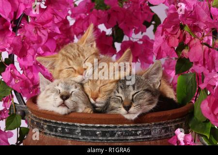 four kittens, 9 weeks old, seal tabby point, red tabby and black tabby, sleeping Stock Photo