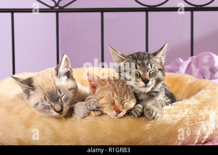 Three kittens, 9 weeks old, seal tabby point, red tabby and black tabby, sleeping Stock Photo