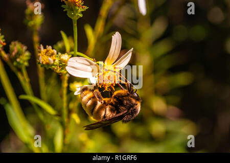 Bee on a flower Stock Photo