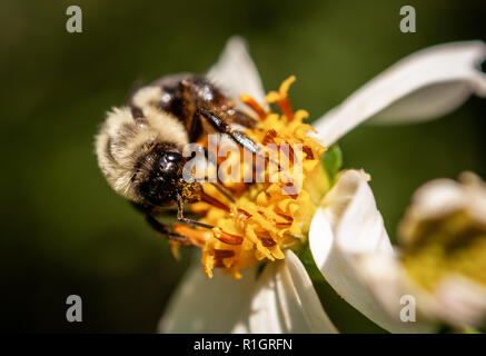Bee on a flower Stock Photo