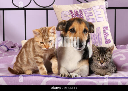 jack russell dog and two kittens, 2 month old, red tabby and black tabby, lying together on a bed Stock Photo