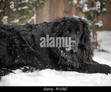 Giant black newfoundland dog laying in snowy landscape with trees and fence behind. Stock Photo