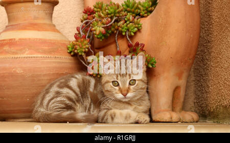 young cat, 10 weeks old, red tabby, lying on a stairway Stock Photo