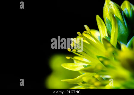 Yellow Stinking Tutsan (Hypericum androsaemum) flower with copy space, Greater Manchester, UK, 2018 Stock Photo