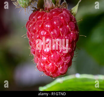 Single Red Raspberry fruit (Rubis Idaeus) growing on the bush Stock Photo