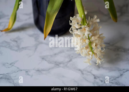 Up Close with one stem of wilting hyacinth flowers and browning leaves in a blue glass jar on a marble surface Stock Photo