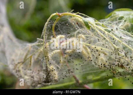 Nest of fall webworms, caterpillars of the Fall Webworm Moth ...