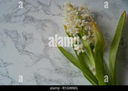Solemn Hyacinth Flower Bunch Lying on Cool Marble Among Pollen and Water Droplets Stock Photo