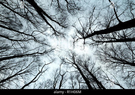 silhouettes of trees on the cloudy sky. Stock Photo