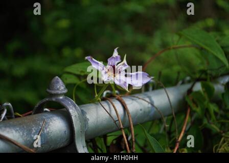 purple Clematis gypsy queen flower growing on a chain link fence Stock Photo