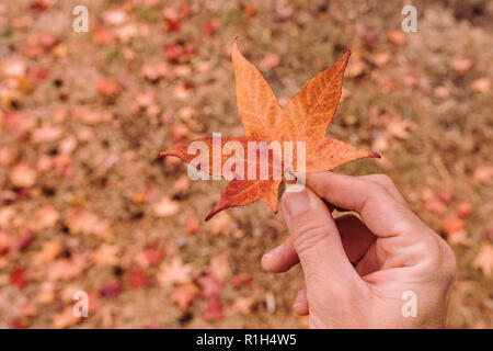 Colorful japanese maple leaf in hand, symbol the the season change Stock Photo