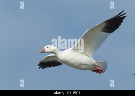 Snow Goose (Anser caerulescens) in flight Stock Photo