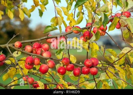 Crab apples growing on a crab apple tree in an English country garden orchard Stock Photo
