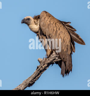 White-backed vulture (Gyps africanus) resting in dead tree in Kruger national park South Africa