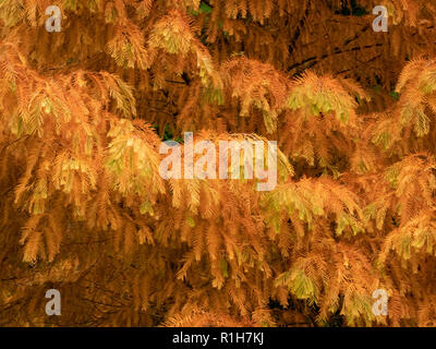 Beautiful autumn colour in the feathery branches of a dawn redwood tree Metasequoia glyptostroboides at Westonbirt Arboretum in Gloucestershire UK Stock Photo