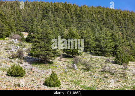 trees of Al Shouf Cedar Nature Reserve Barouk  in mount Lebanon Middle east Stock Photo