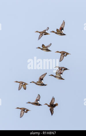 A flock of male and female Gadwall in flight Stock Photo