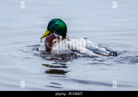 Water running off a Male Mallard duck as it washes itself in a lake Stock Photo