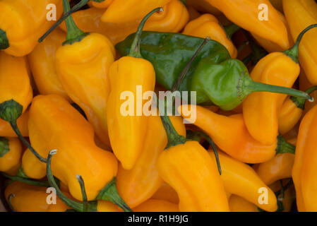 Yellow and Green Peppers Stock Photo