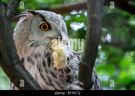 Siberian Eagle Owl with prey in the beak. Bubo bubo sibiricus, the biggest owl in the world. Stock Photo