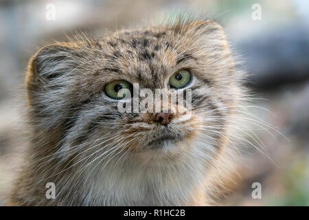 Manul or Pallas's cat, Otocolobus manul, cute wild cat from Asia. Stock Photo