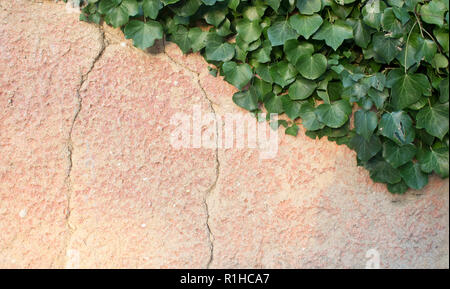 Rustic and cracked wall half covered by Common Ivy. Also known as Hedera helix, English or European ivy. With copy space Stock Photo