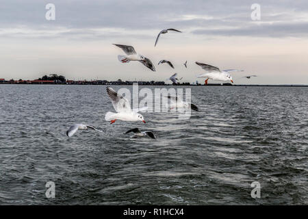 image of seagulls flying over the ocean on a cloudy sunset and on the horizon a small strip of light with the city of Volendam in the Netherlands Stock Photo