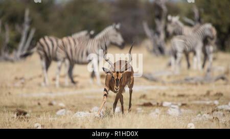 Black faced impala With zebras in background. Etosha national park, Namibia Stock Photo