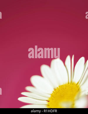 A close up of a daisy against a pink background. Stock Photo