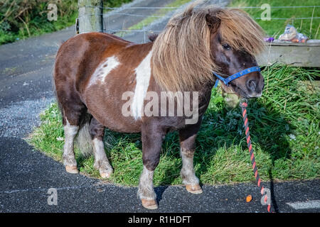 Very popular shetland pony Socks (Pony Dance Pony from TV commercial) at Scotland, Shetland Islands, United Kingdom Stock Photo
