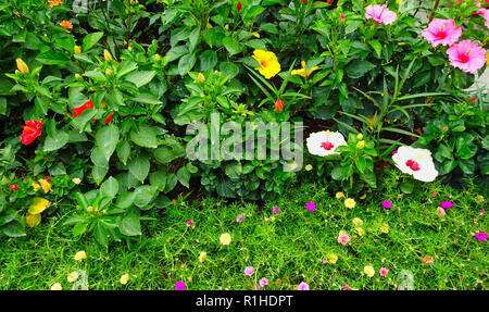 Several flowers in different colors on Penang in Malaysia Stock Photo