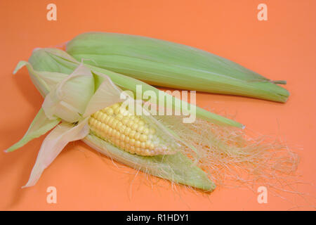 Two ears of corn, one with the beans in sight and the other still closed with its green leaves, all on an orange background Stock Photo