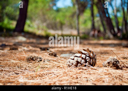 One dry brown pine cone lying on the ground among many spruce needles in the forest against green foliage and blue sky Stock Photo