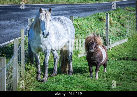Very popular shetland pony Socks (Pony Dance Pony from TV commercial) with friend Highland horse at Scotland, Shetland Islands, United Kingdom Stock Photo