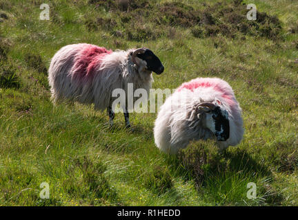 Two sheep with thick fur on a meadow with high grass in Ireland