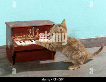 ginger kitten, 12 weeks old, playing piano Stock Photo