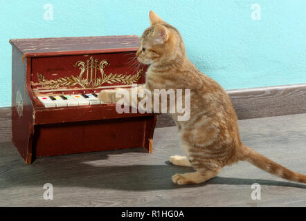 ginger kitten, 12 weeks old, playing piano Stock Photo