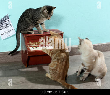 three kittens, 10 weeks old, playing with a mini piano Stock Photo