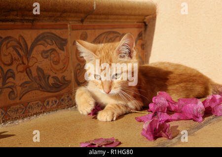 young cat, 10 weeks old, red tabby, lying on a stairway Stock Photo