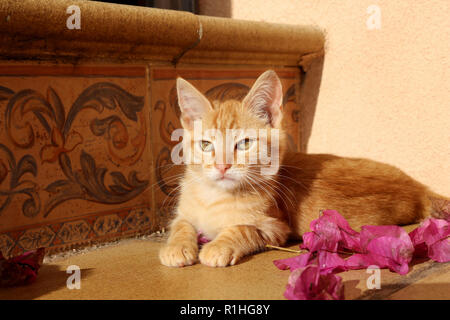 young cat, 10 weeks old, red tabby, lying on a stairway Stock Photo