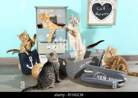 five kittens, 10 weeks old, playing with different furnitures at home Stock Photo